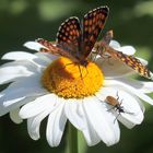 Melitaea athalia & Acmaeops collaris