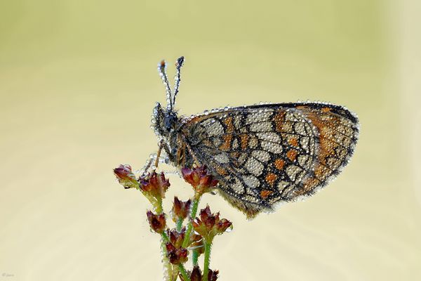 Melitaea athalia