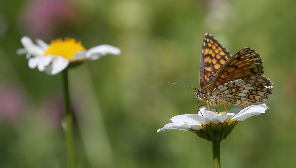 Melitaea athalia