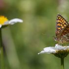 Melitaea athalia