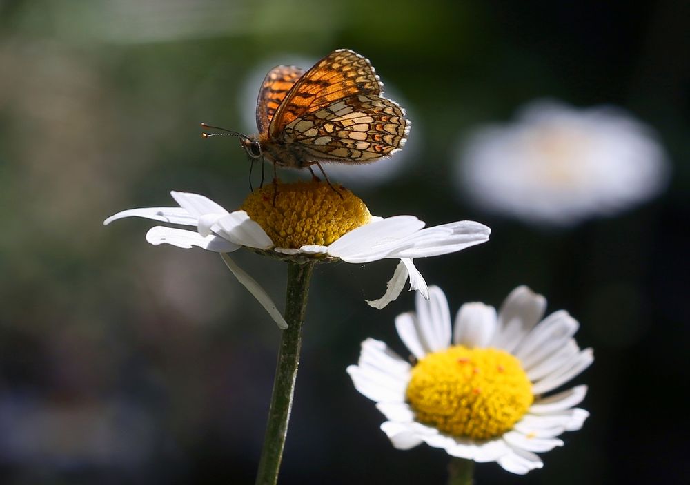 Melitaea athalia