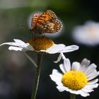 Melitaea athalia