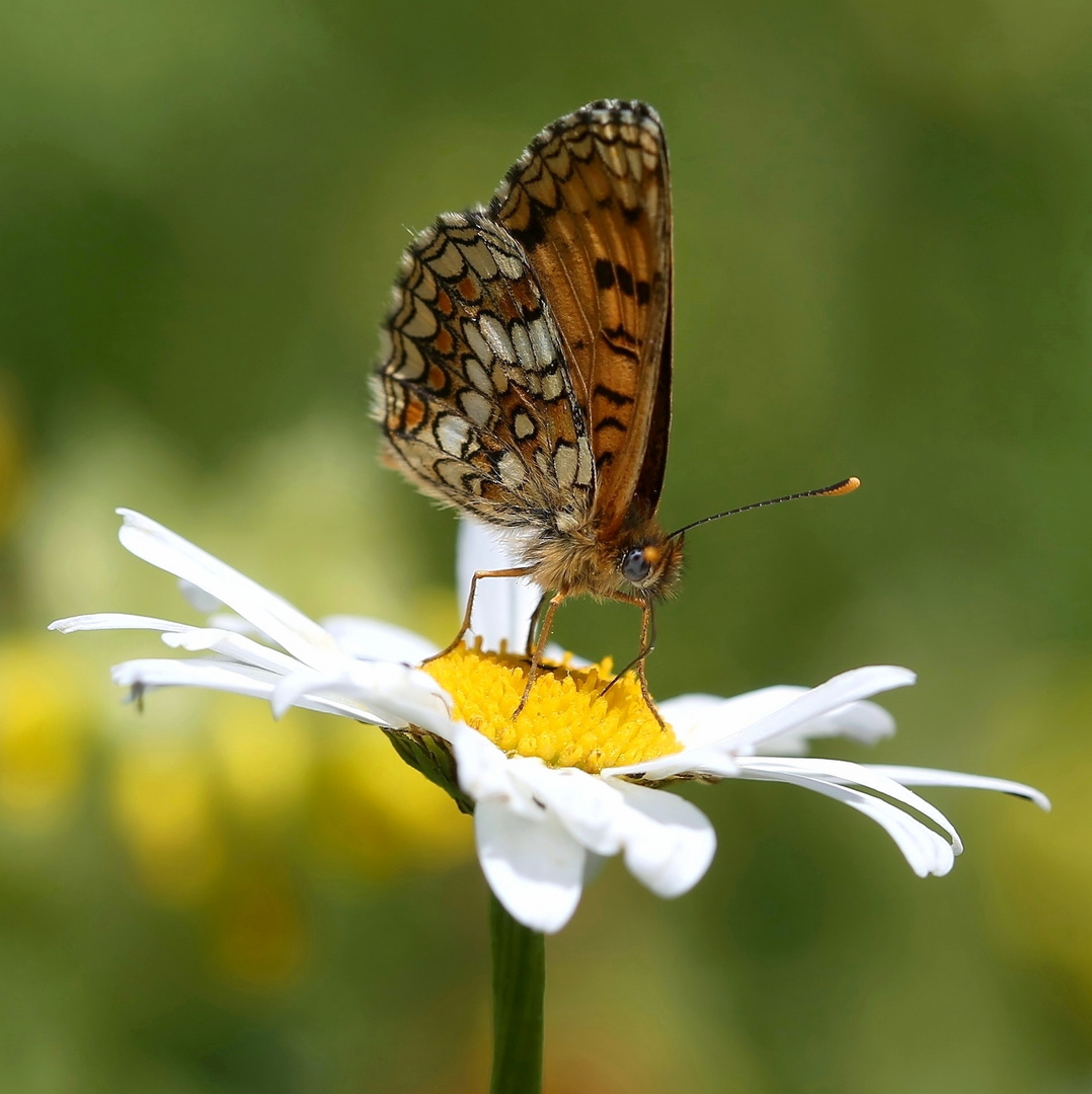 Melitaea athalia