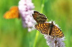 Melitaea athalia