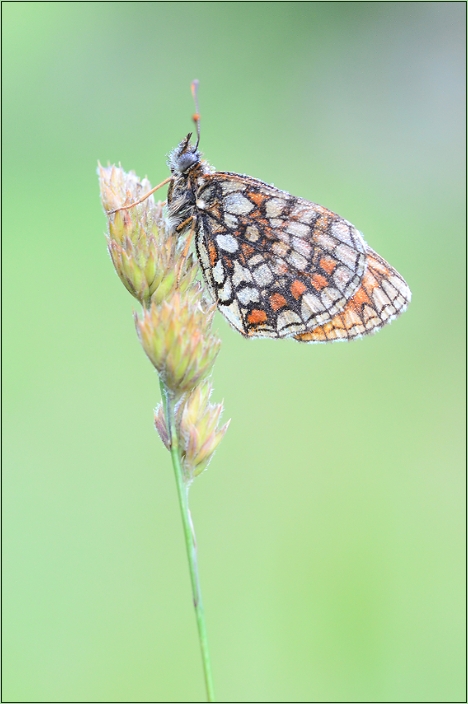 melitaea athalia