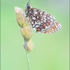 melitaea athalia