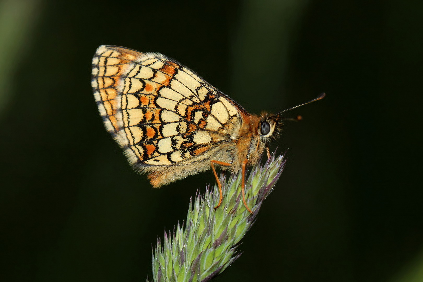 Melitaea athalia