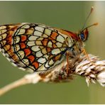 Melitaea athalia