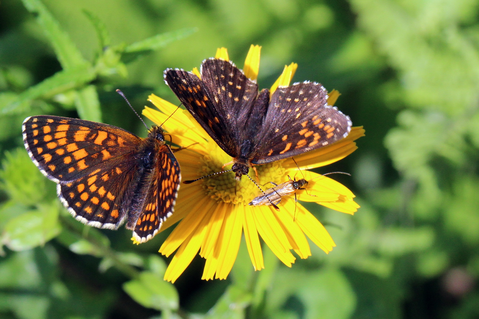 Melitaea athalia & Melitaea diamina