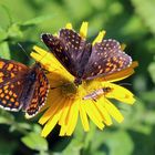 Melitaea athalia & Melitaea diamina