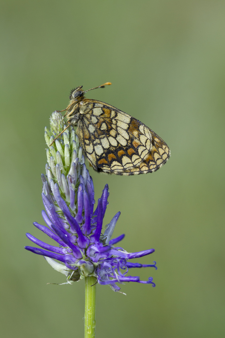 Melitaea athalia / Wachtelweizen- Scheckenfalter