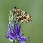 Melitaea athalia / Wachtelweizen- Scheckenfalter