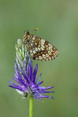 Melitaea athalia / Wachtelweizen- Scheckenfalter