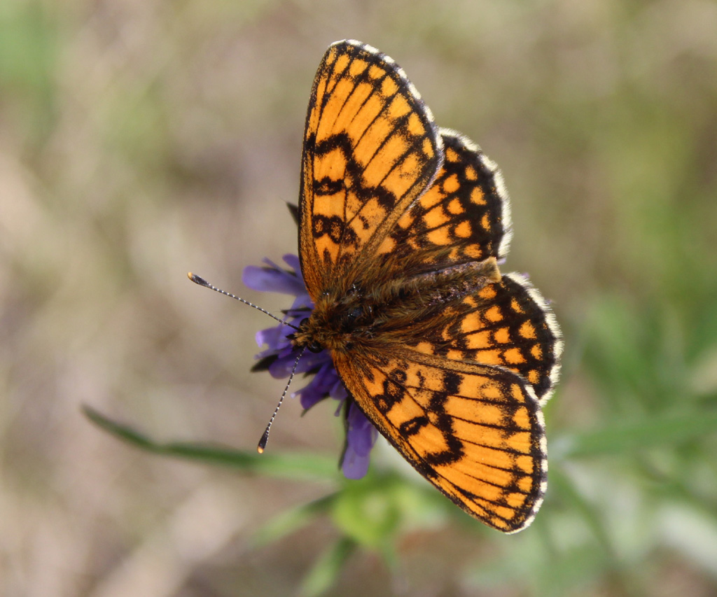 Melitaea athalia- Wachtelweizen Scheckenfalter 