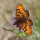 Melitaea athalia- Wachtelweizen Scheckenfalter 