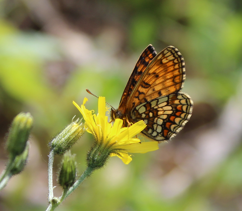 Melitaea athalia- Wachtelweizen Scheckenfalter von 2016