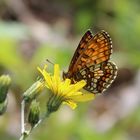 Melitaea athalia- Wachtelweizen Scheckenfalter von 2016