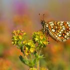 Melitaea aurelia