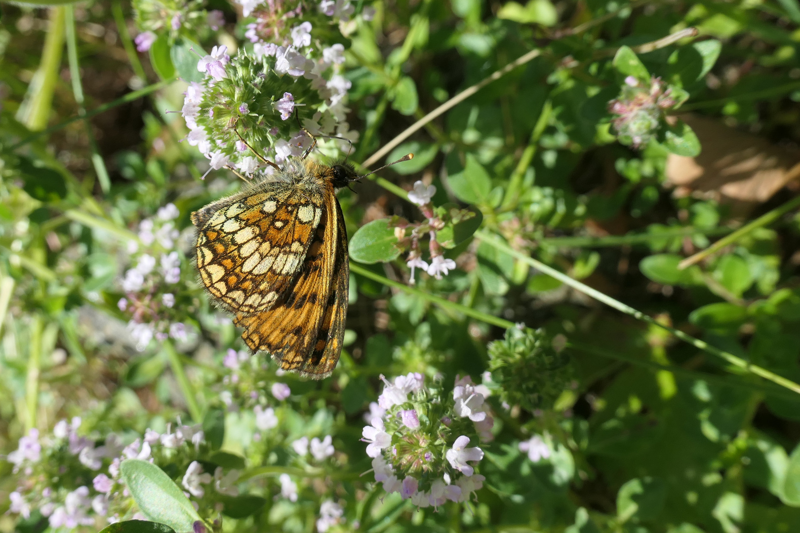 Melitaea aurelia (Ehrenpreis Scheckenfalter)