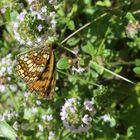 Melitaea aurelia (Ehrenpreis Scheckenfalter)