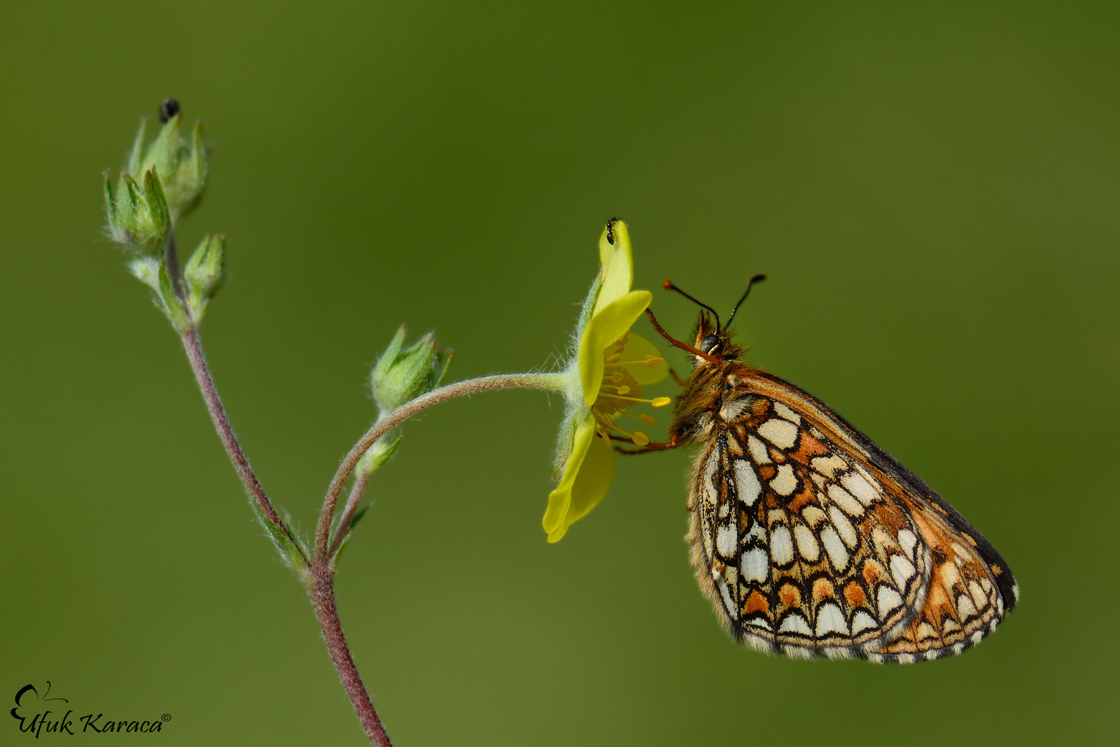 Melitaea britomartis ,Assmanns fritillary