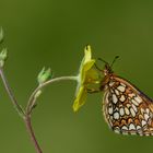 Melitaea britomartis ,Assmanns fritillary