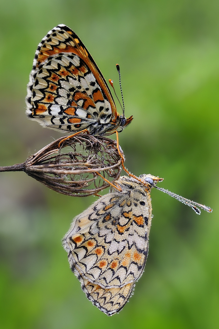 Melitaea