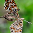 Melitaea