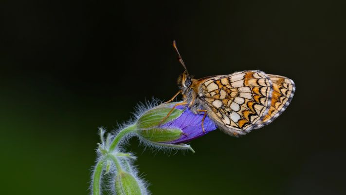 Melitaea caucasogenita