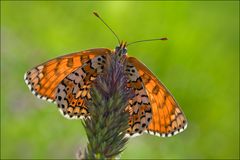 Melitaea cinxia