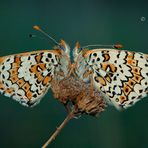 Melitaea cinxia