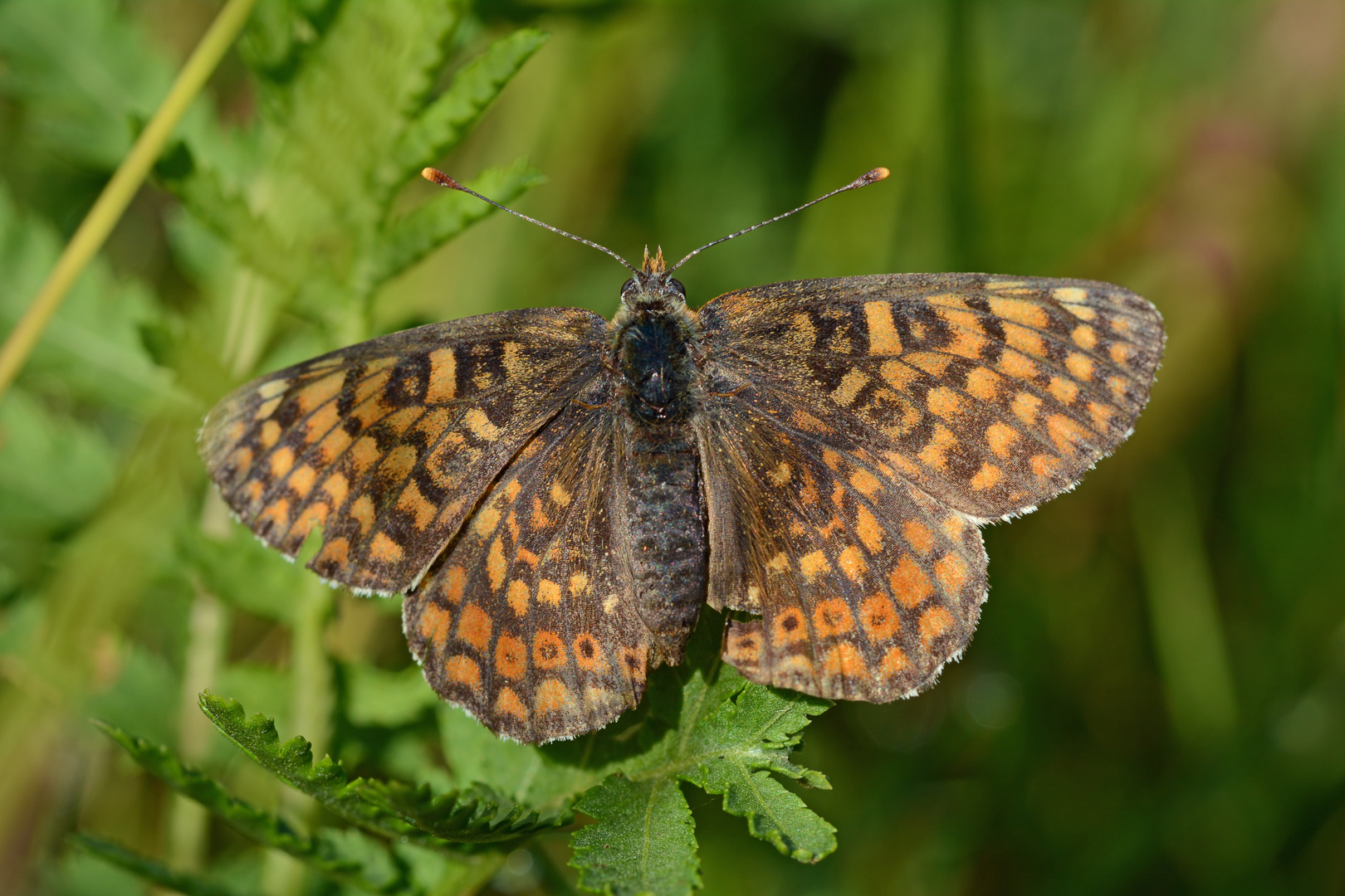 Melitaea cinxia #11