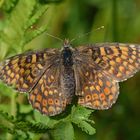 Melitaea cinxia #11