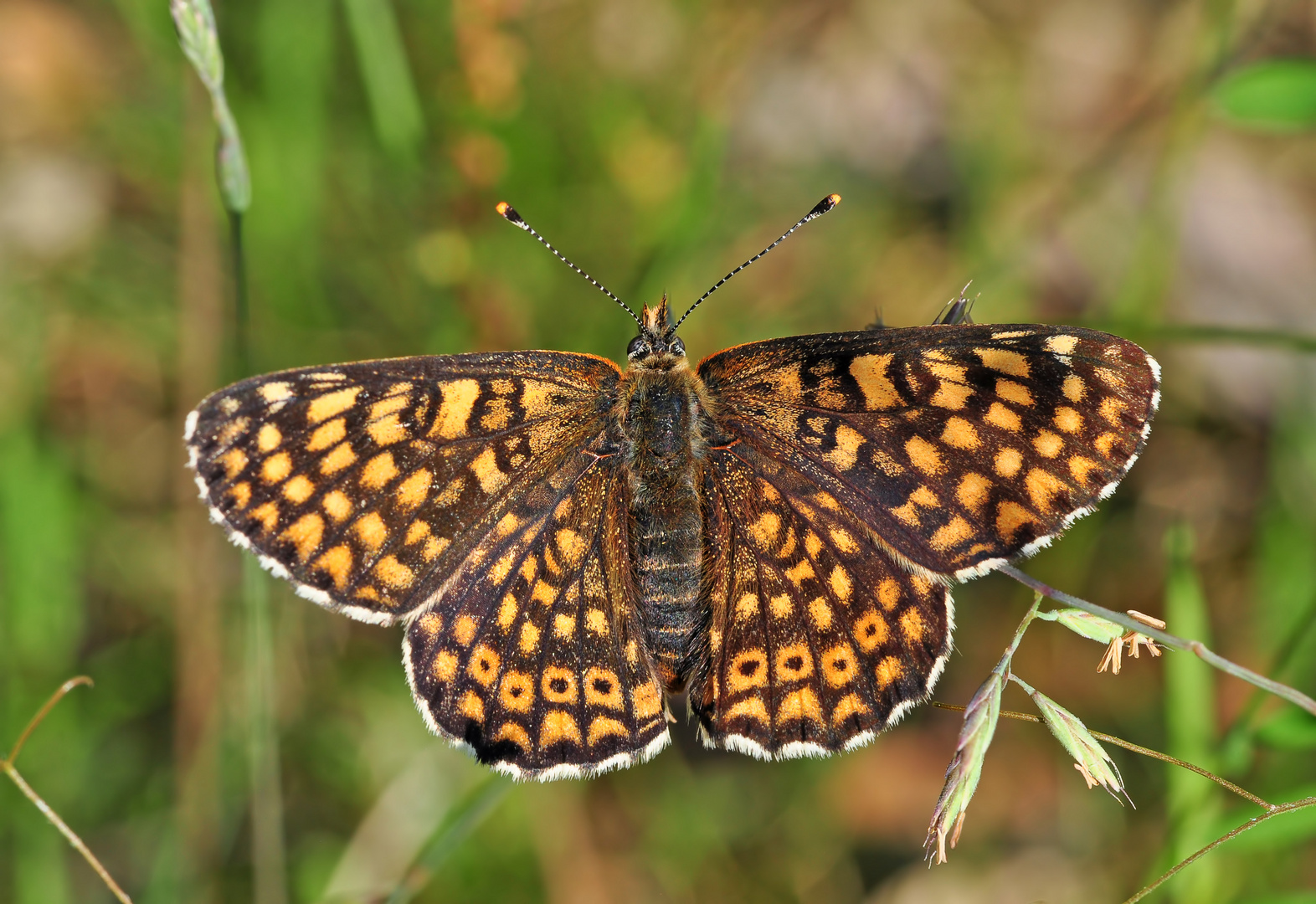 Melitaea cinxia #3