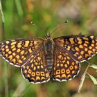 Melitaea cinxia #3