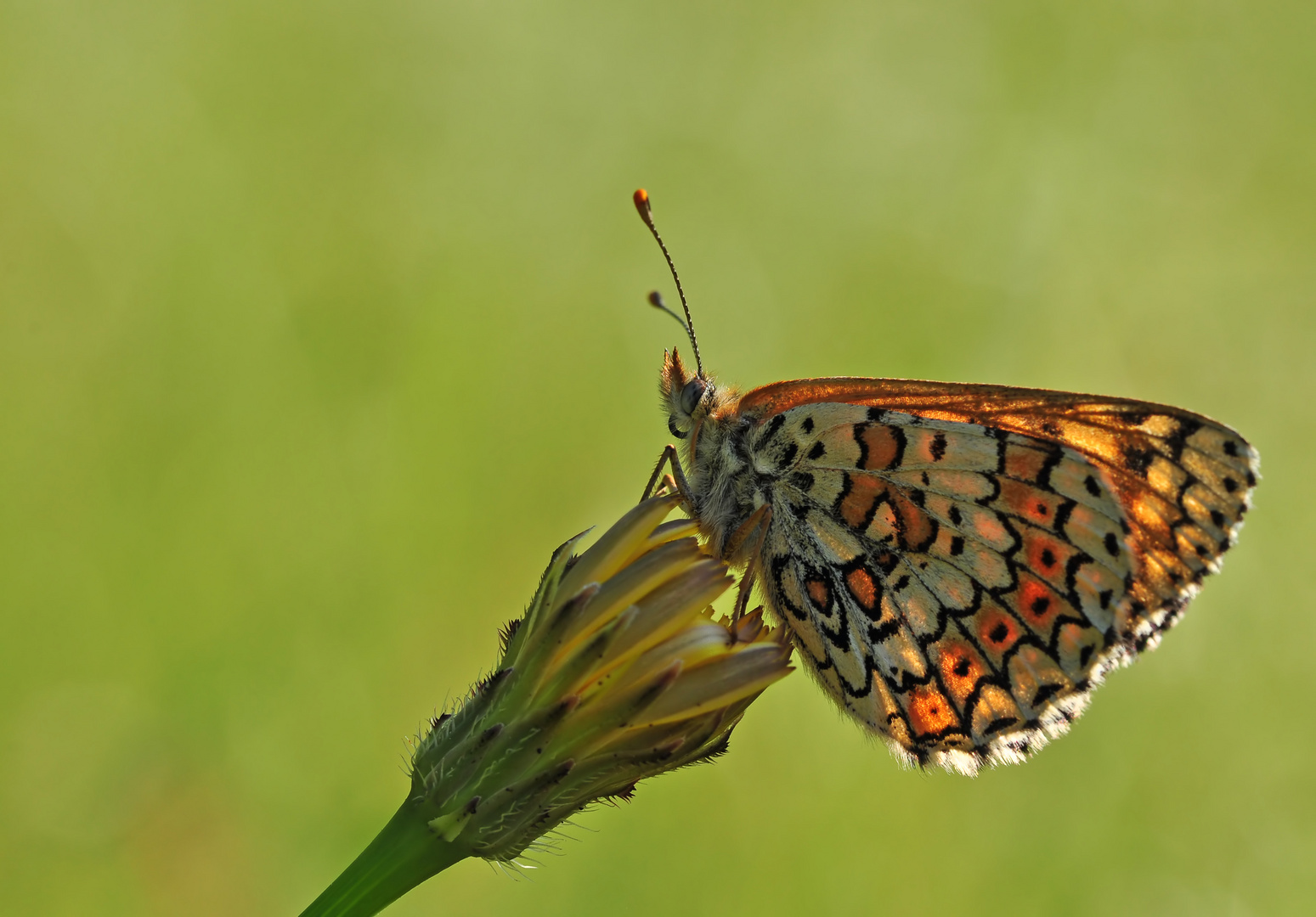 Melitaea cinxia