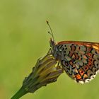 Melitaea cinxia