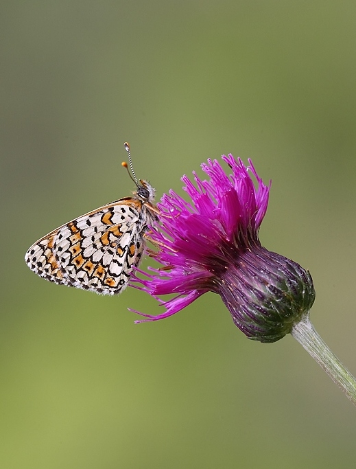 Melitaea cinxia