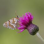 Melitaea cinxia