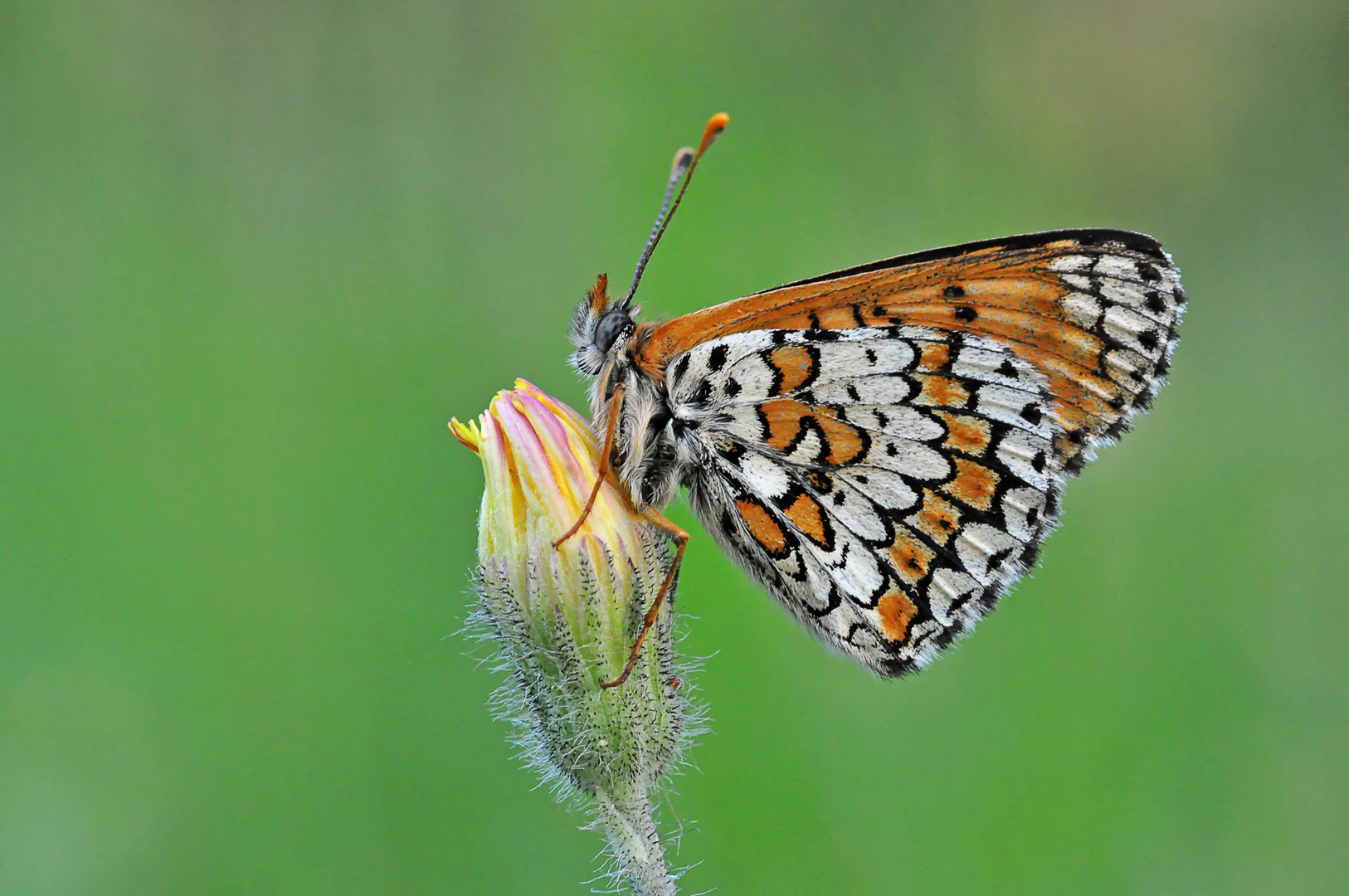 Melitaea cinxia #4