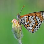 Melitaea cinxia #4