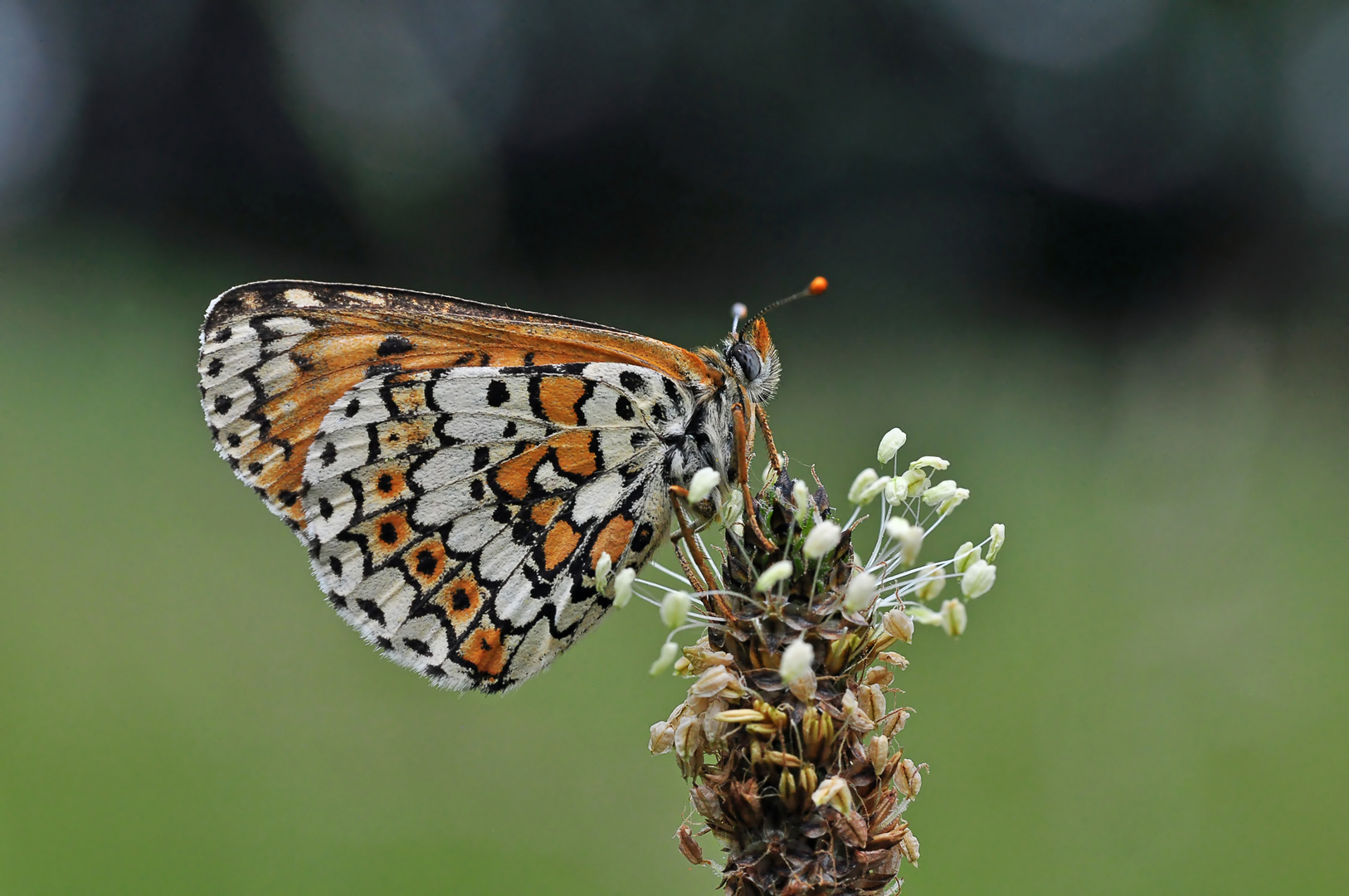 Melitaea cinxia #5