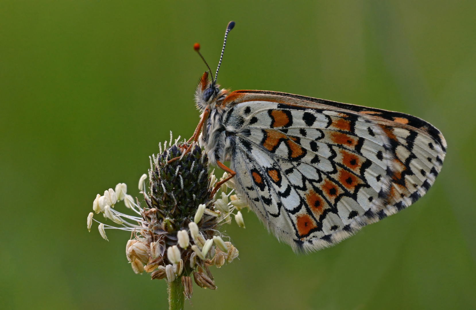 Melitaea cinxia #7