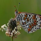 Melitaea cinxia #7