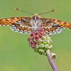 ~ Melitaea cinxia ~