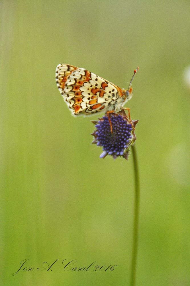 Melitaea cinxia 