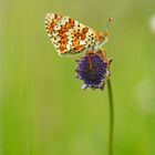 Melitaea cinxia 