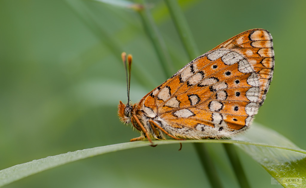 Melitaea Cinxia