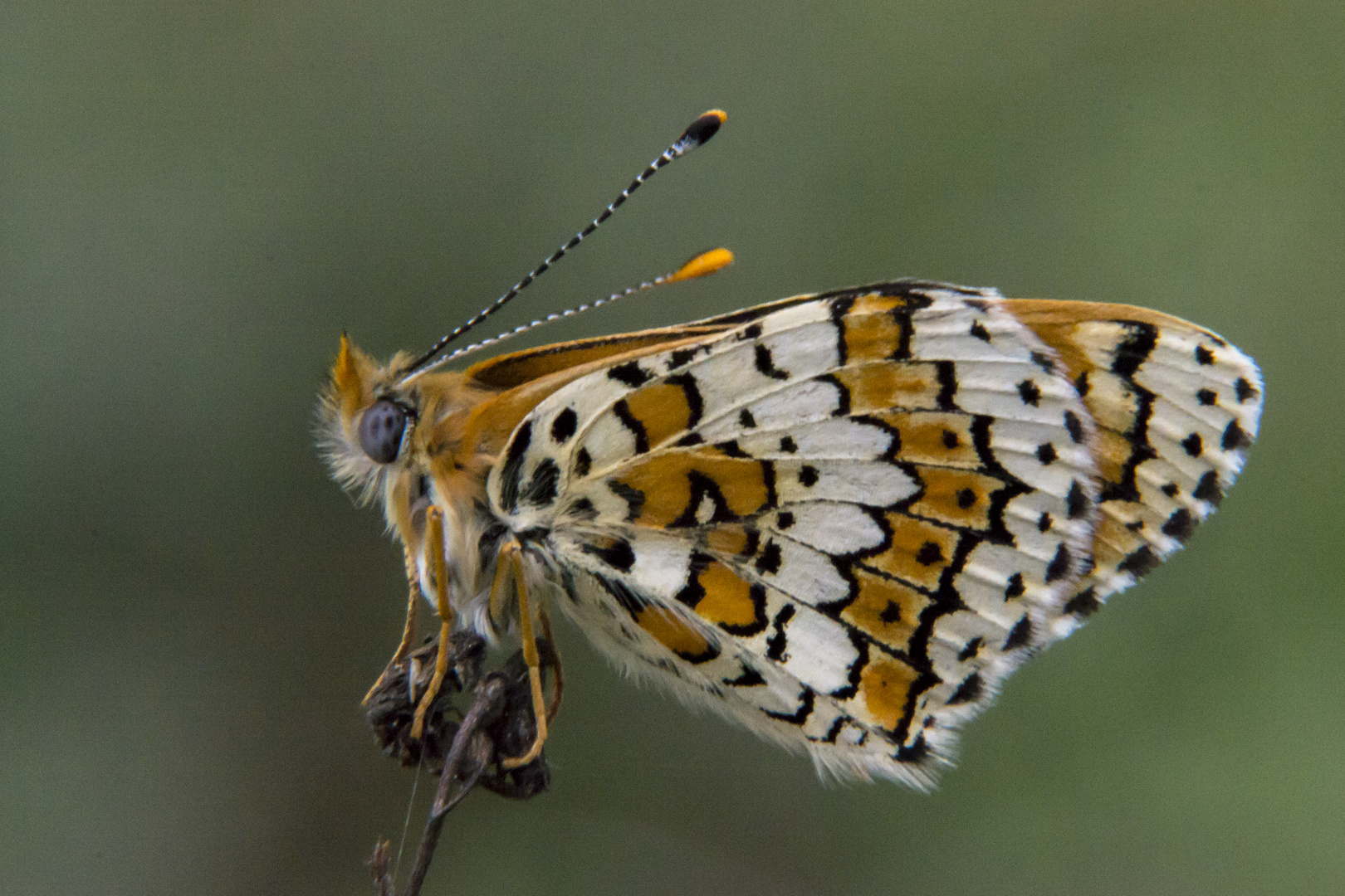 Melitaea cinxia. Doncella punteada.