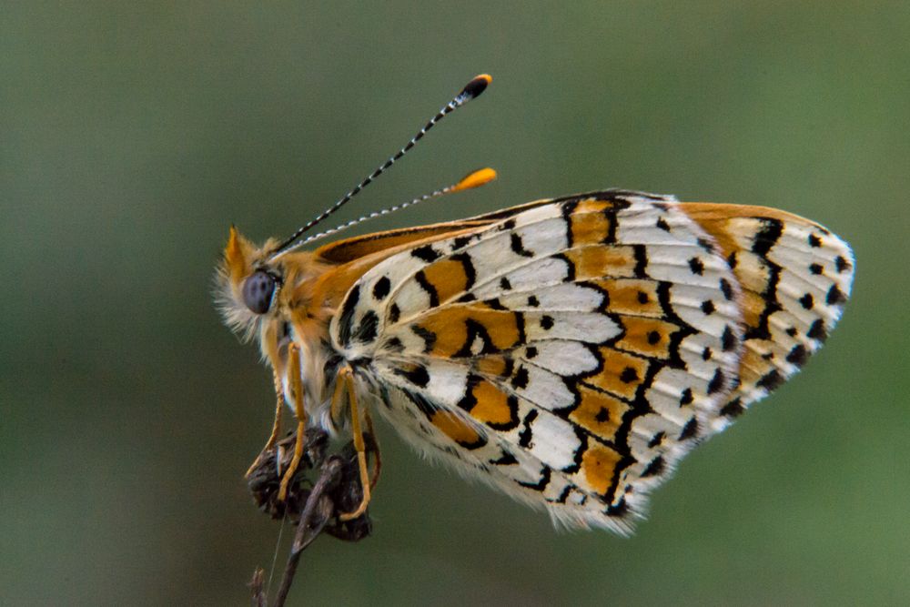 Melitaea cinxia. Doncella punteada.